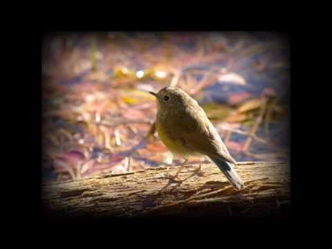 独りぼっちの夜 Original 多重録音版 Youtube