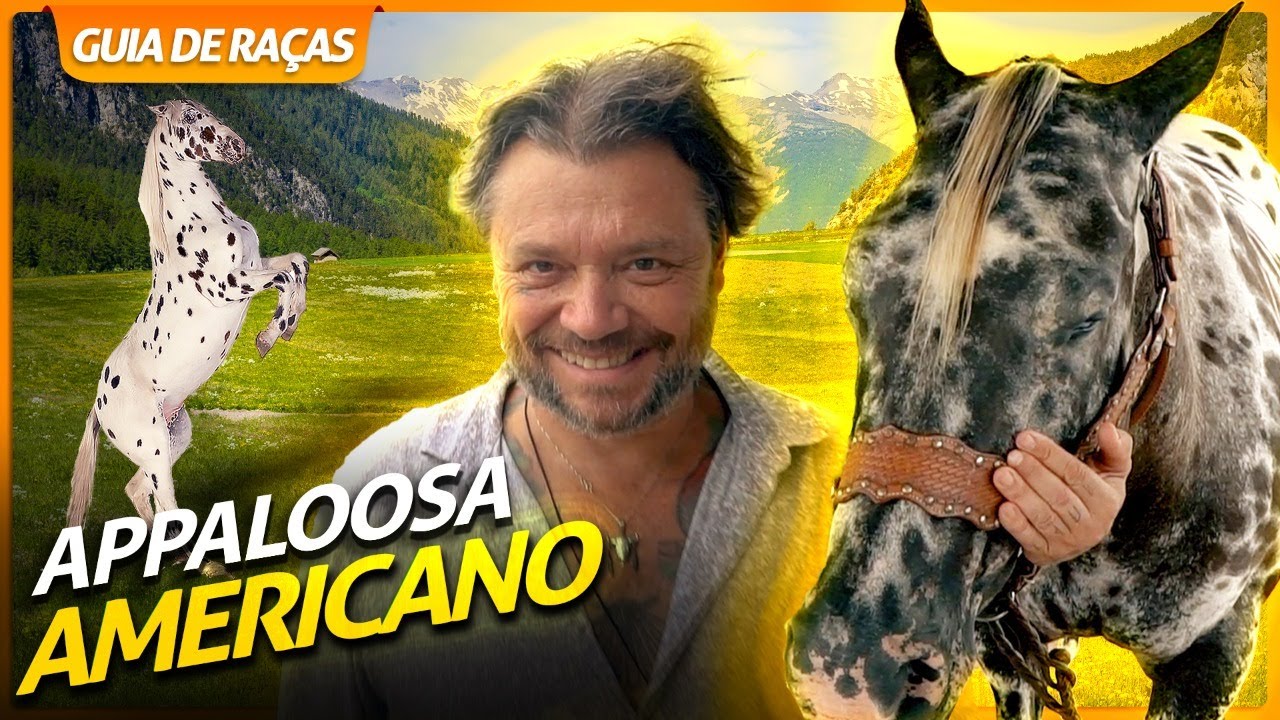 Quer um Appaloosa? Saiba um pouco sobre essa raça de cavalo então