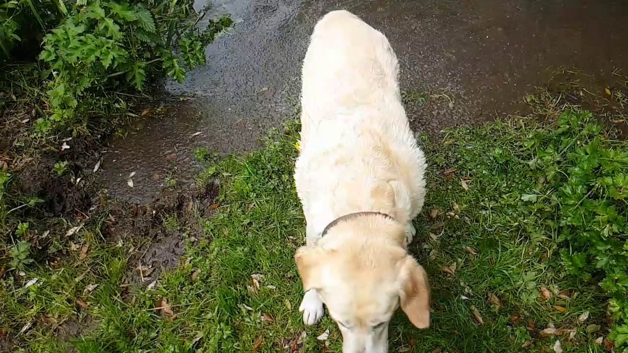 Velle in river lavant