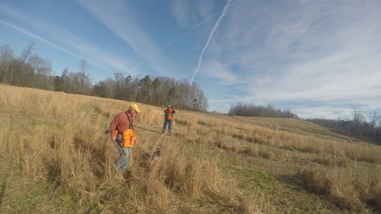 Quail Haven Hunting Preserve Harmony, NC 12/27/2020 YouTube