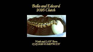 Jewels Hatching - Ninth Born to Edward and Bella 2026 #ballpython #hatching