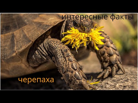 Интересные факты .  Виды черепах . Жизнь  черепах .