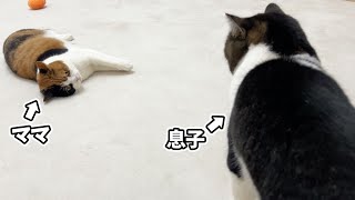 久しぶりに再会したママ猫と遊びたい息子猫の行動が可愛かったw