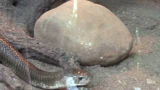 RAPTILES AND CROCODILES   HD 720p