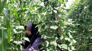 Masak Ayam Goreng (Fried Chicken), Petik Timun (Cucumber) untuk Lalapan dan Es Timun Rasanya Segar