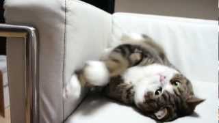 ソファで遊ぶねこ３。-Maru plays on the sofa 3.-