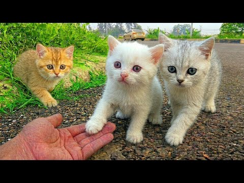 Meowing kittens, homeless kittens, cute kittens after being rescued,