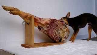 Dog vs. Jamón: Who Will Win? Puppy vs. Spanish Delicacy: An Unforgettable Showdown!