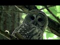 Rainforest the limit of splendour directed by richard boyce  official trailer