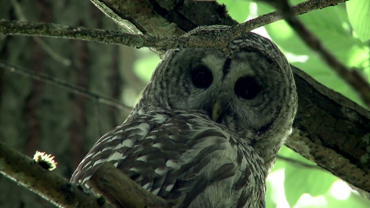 RAINFOREST: THE LIMIT OF SPLENDOUR directed by Richard Boyce - Official Trailer