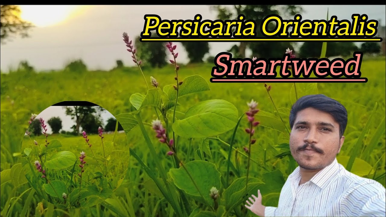 Persicaria Orientalis plant|| पर्सिकेरिया ओरिएंटलिस| Smartweed for garden| Natural plant ☘️