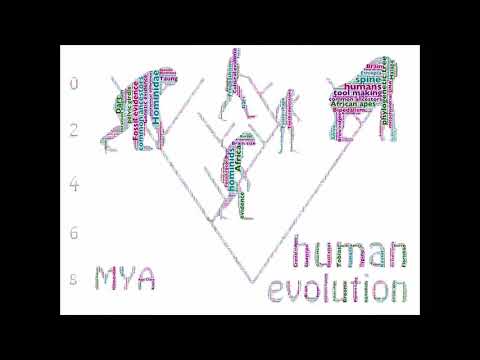 Gr 12 LS: Human Evolution part 1 - YouTube