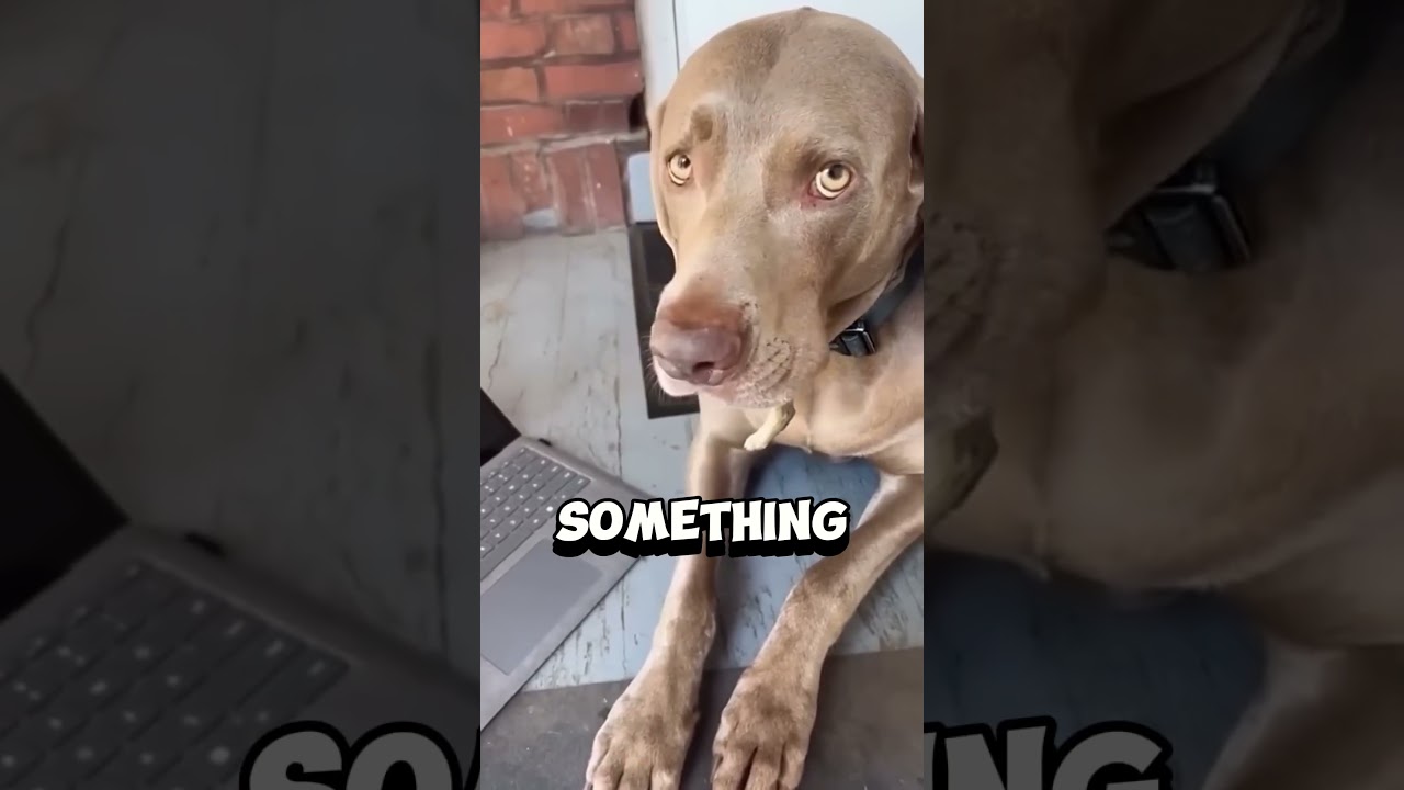 Surprise in Dog's Mouth??? 