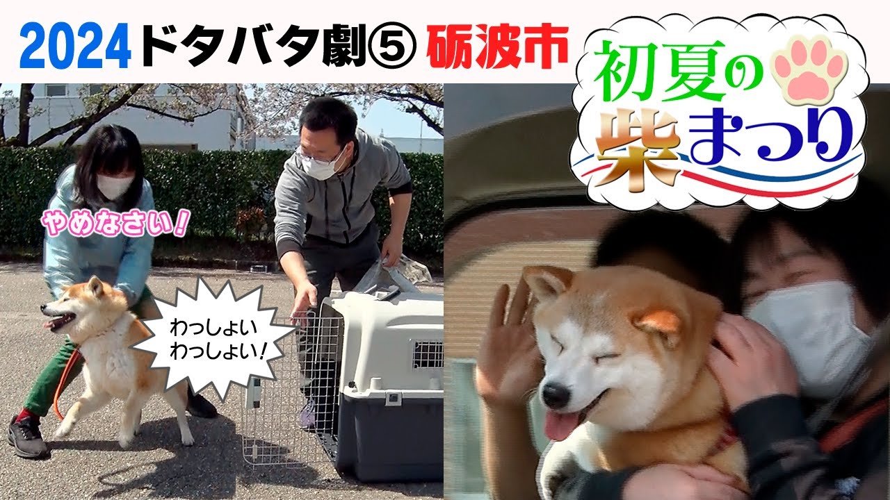 2024狂犬病予防注射会場のドタバタ劇⑤ 砺波市初夏の柴まつり