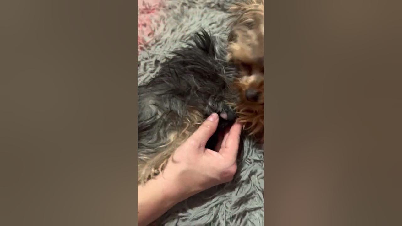 How do I get my puppy to latch? YouTube