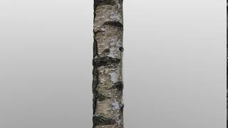 Silver Birch Bark - Photogrammetry to Texture