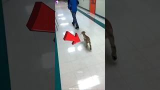 Pet Day Celebration In School