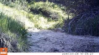 Coyote at Descanso Gardens