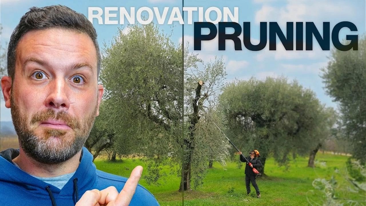 Neglected Olive Tree Gets a Makeover—Marco Prunes It Back to Life!