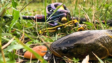 Câu Lure Cá Lóc: Đóng cá bằng nhái hơi Frog Toon V1 .| Fishing Lure-VN