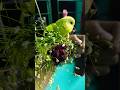 my cat and my Bird YouTube short video