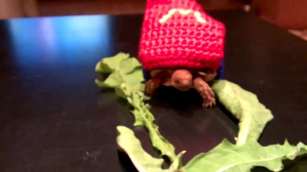 Super Waffle; Destroyer of Dandelions