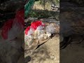 11 SUSPECTS IN COURT AFTER R1 BILLION DRUG LAB BUST | MEXICAN LINKS UNDER INVESTIGATION
