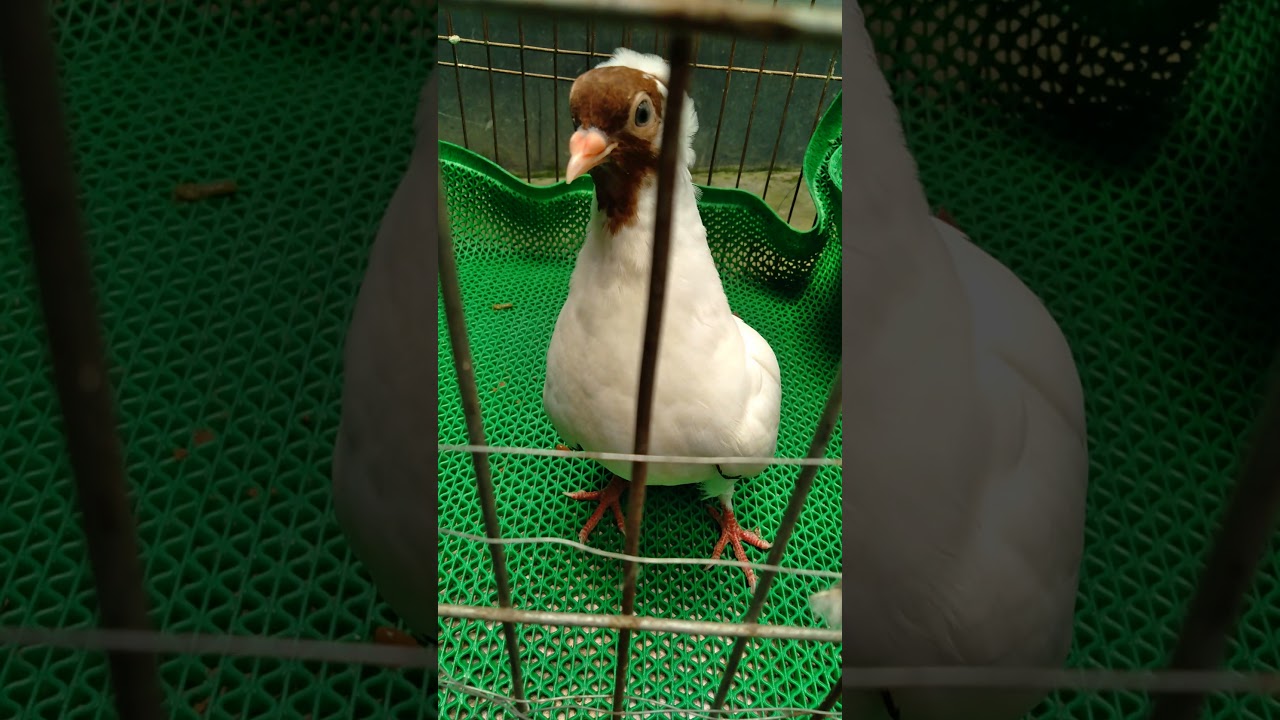 Sale a red german nun★Rangpur Pigeon sales senter★1500 tk only★