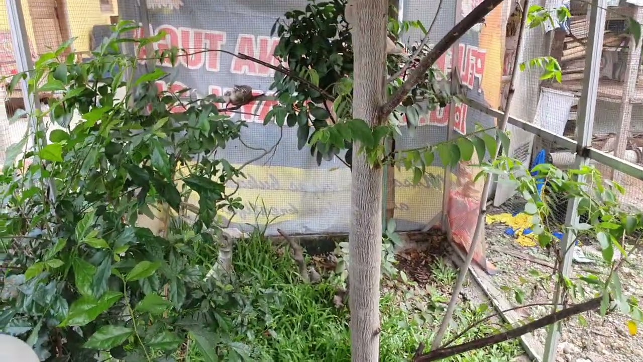 aviary burung perkutut dan puter pelung menetas lagi 