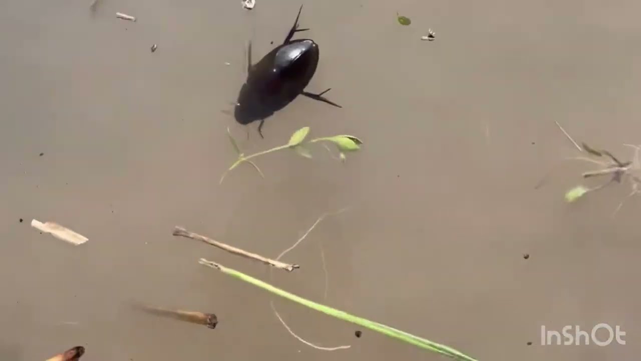 大好きなゲンゴロウ！水生甲虫類としては最大種😳✨ - YouTube
