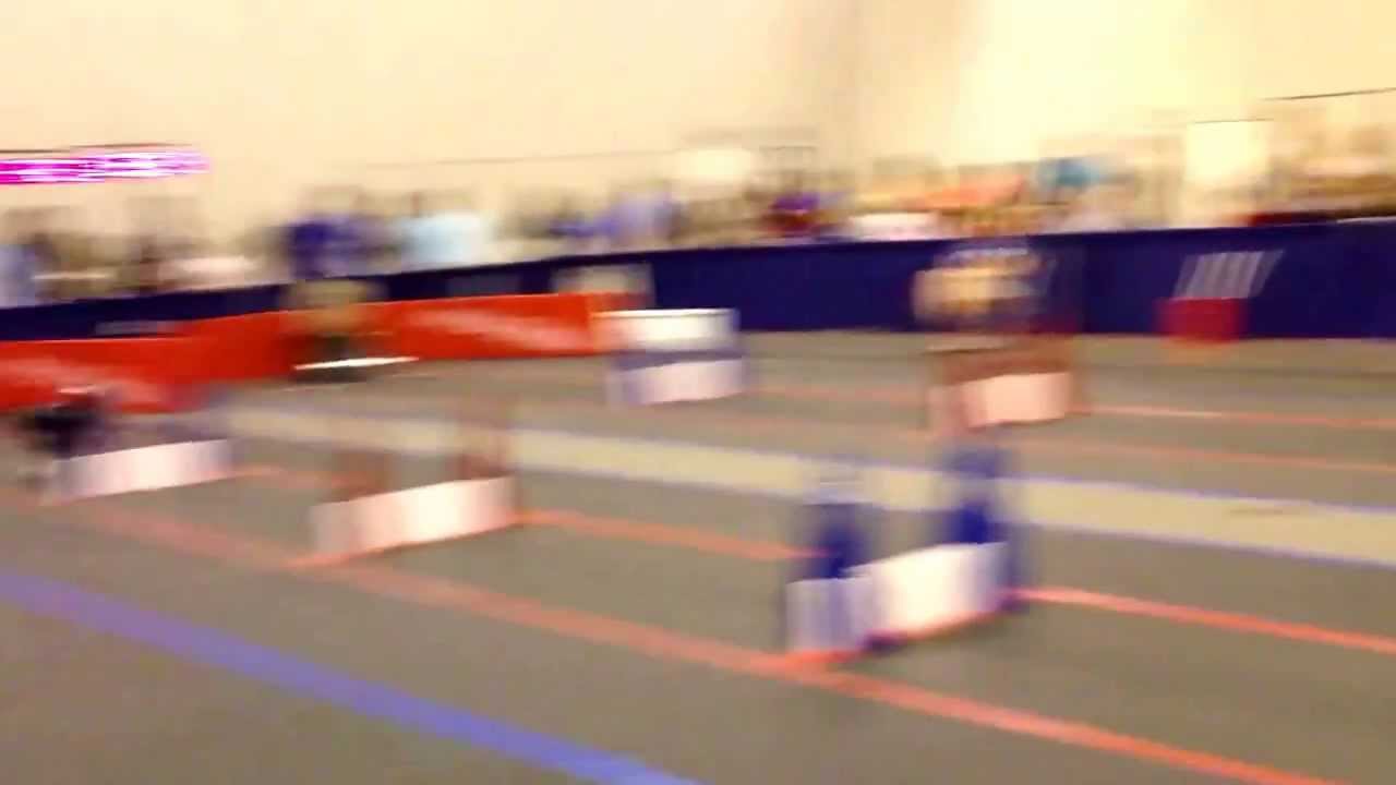 Texas Reliant dog show ARC Warped Drive open team.