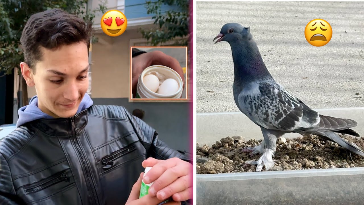 GÜZEL KUŞUMUZ KAYBOLDU ÇILDIRACAĞIM 😫 TAKİPÇİMİZE HARİKA YUMURTLAR VERDİK💯 Taklacı Güvercin Oyunkuşu