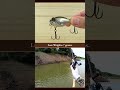 Underwater world of the GRIFFON ZERO / Megabass #underwater #fishing #bassfishing