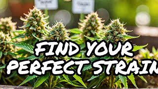 The Science of Cannabis Strains & Their Effects