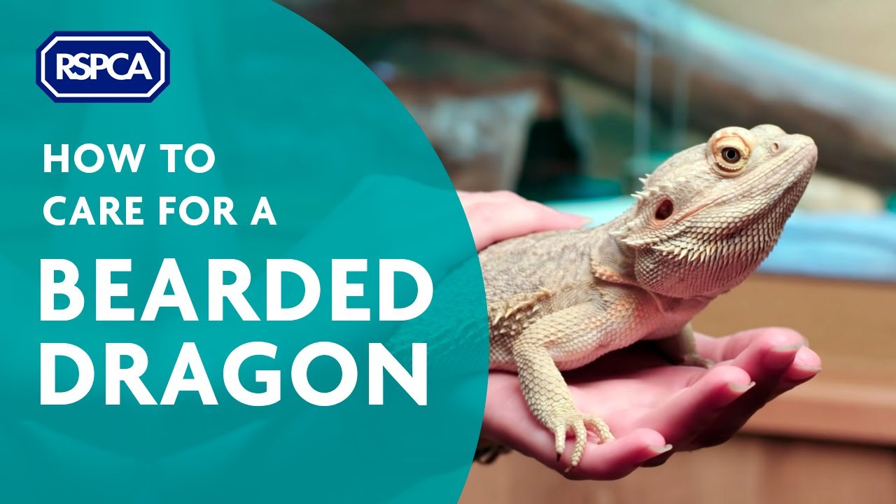 Myths and Facts about Bearded Dragon Care