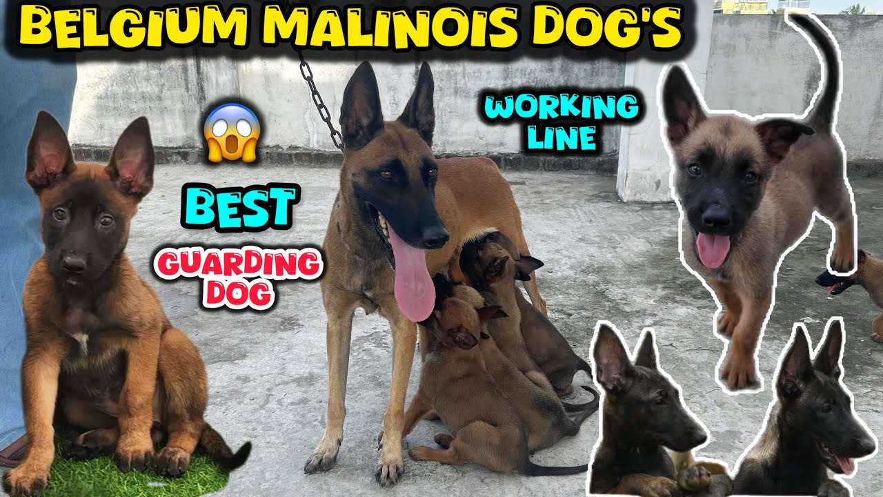 Belgium😱Shepherd Puppy’s | 🐕Working Line Dog’s | 💥Best Guarding Dog | intelligent breed’s | Pets’s