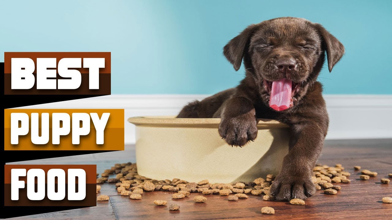 Puppy Food Best Selling Puppy Foods on Amazon YouTube