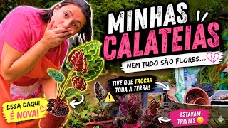 Novo substrato para minhas calateias | Mostrando a realidade🌿