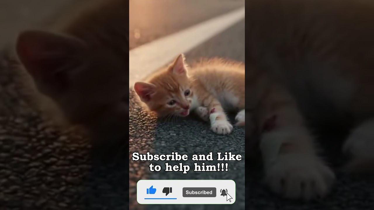 Subscribe and Like to help cat! ❤️ The cat was hit by a car 