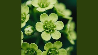 I am Still Determined