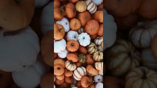 Halloween phone wallpapers #fyp #autumn #halloween #phone