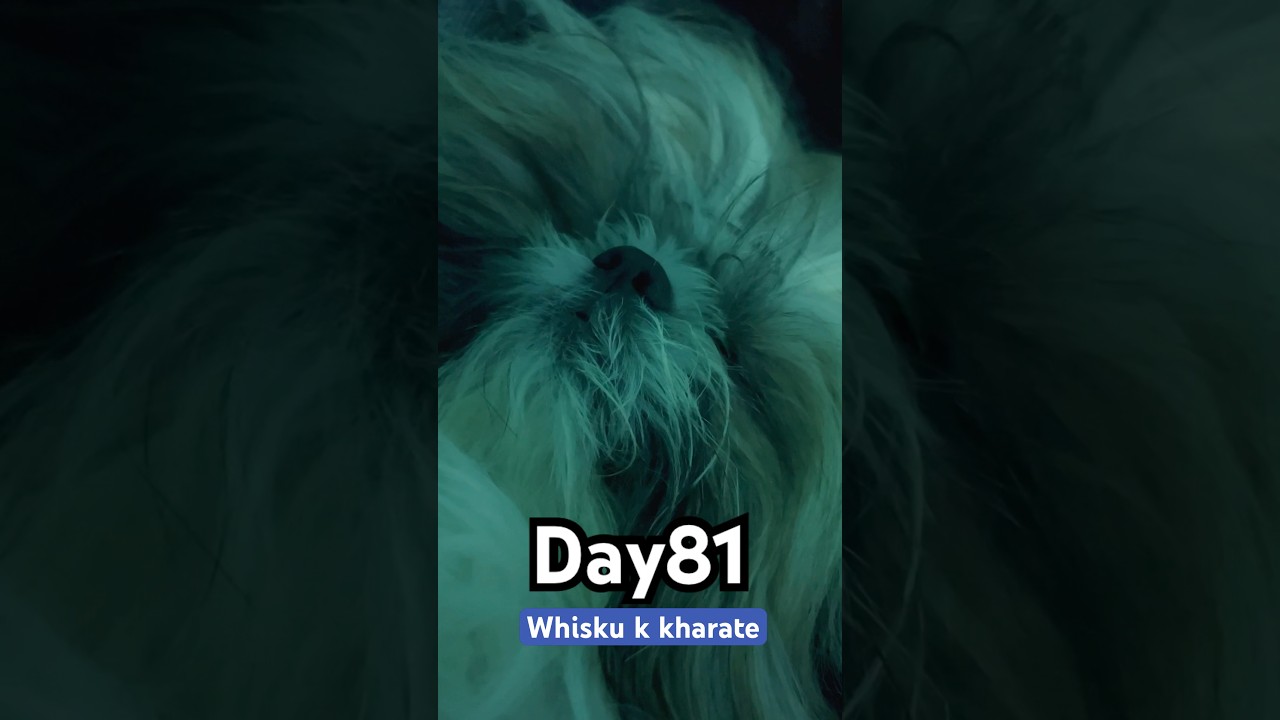 Day81/365 whisku ke kharate 