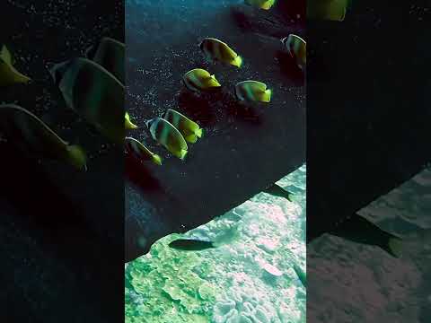 Cleaning Manta