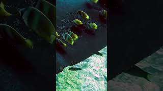 Cleaning Manta