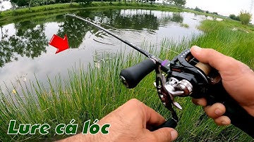 Câu Lure Cá Lóc ✅ Câu Cá Lóc Buổi Chiều Ngày Mưa Bão Và Cái Kết | Tâm Râu Vlog #257