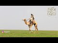البطانه
