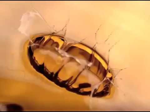 Жизель Бюндхен Реклама шампуня Pantene