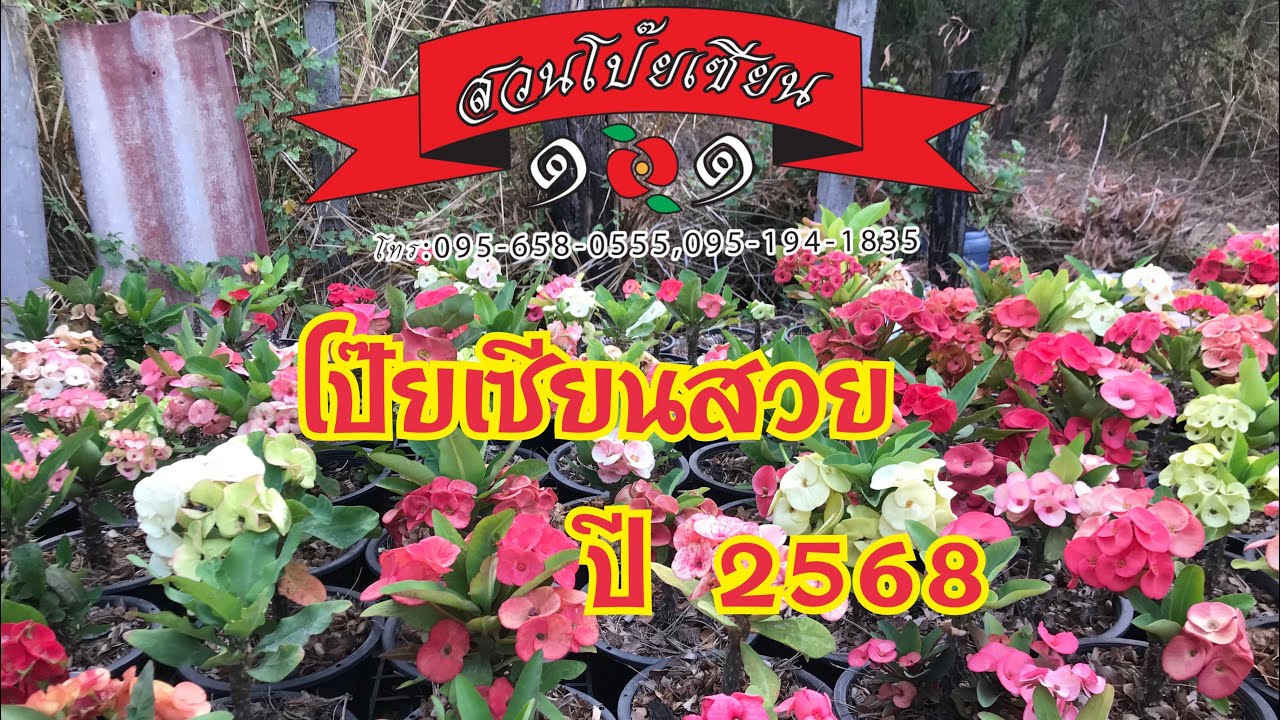 ชมโป๊ยเซียนสวย ปี 2568