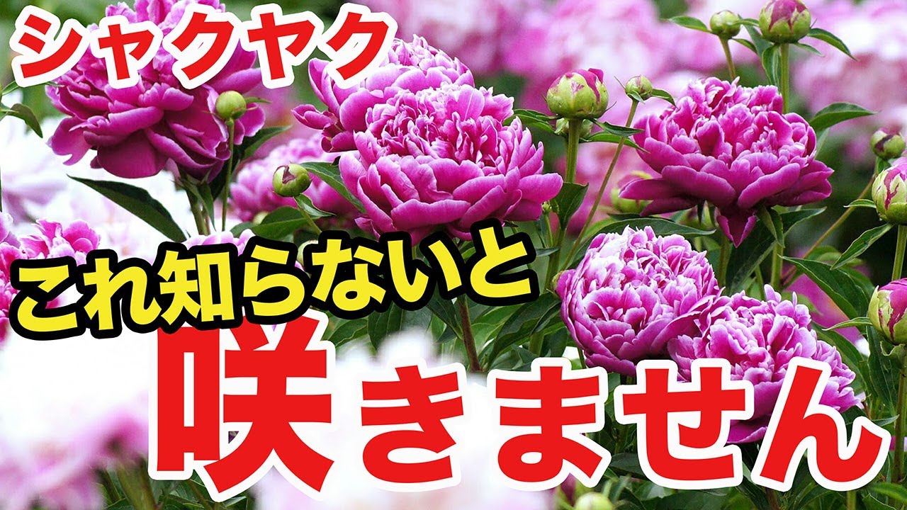 【ガーデニング】失敗しにくいシャクヤクの育て方と管理方法