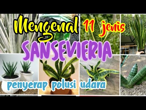 UPDATE 11 JENIS SANSEVIERIA dan Harga||Penyerap Polusi Udara